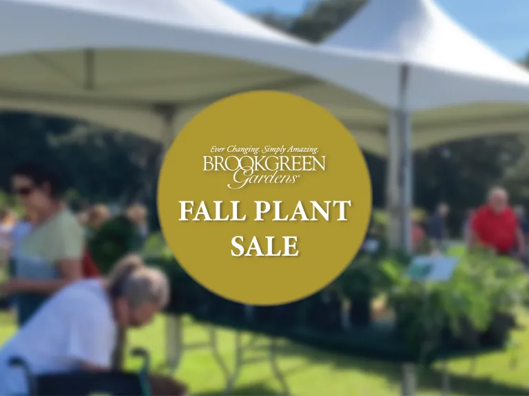 Brookgreen Gardens' Plant Sales A HowTo Guide Brookgreen